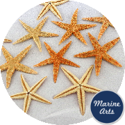8743 - Starfish Natural Small 6-7cm